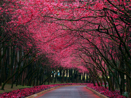 Red trees - flower, forest, road, tree, nature, grass