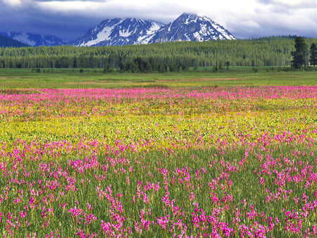 Flower field - nature, forest, field, grass, flower