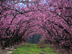 Flower trees