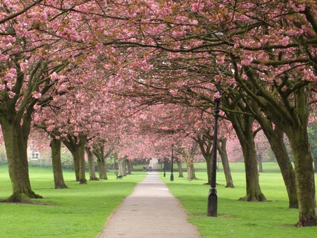 Among trees - flower, forest, road, tree, nature, grass