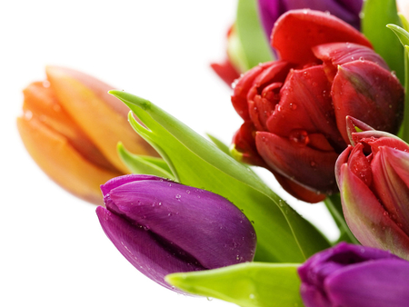 Tulips - nature, petal, purple, red, oarnge, tulip, flower