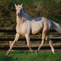 Grey Yearling