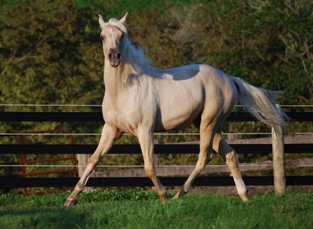 Grey Yearling - trot, grey, yearling, horse