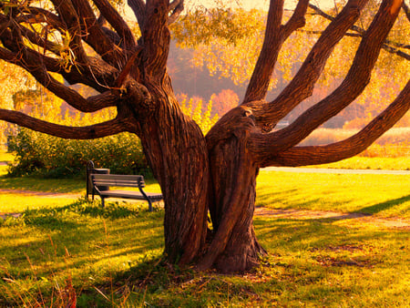 Sunny tree - nature, sunny, tree, autumn