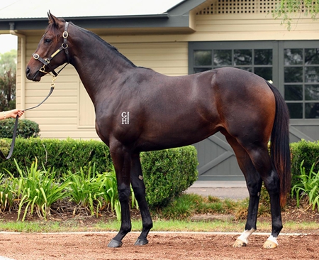 Bay Beauty - beauty, horse, bay, stallion