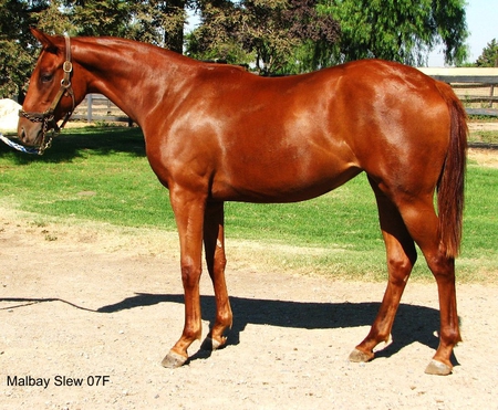 Seattle Slew's Son - horse, son, chestnut, decendent, slew