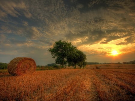 Tree and hay - cloud, hay, tree, sunset, nature