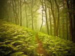 Path in the woods