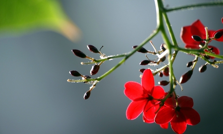 Blooms Of Red - pretty, blooms, blossoms, beautiful, photography, flowers, seeds, nature, red, plants, floral