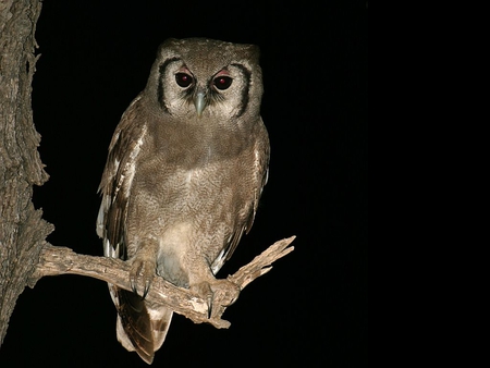 Eagle_Owl - eagle-owl, at night, picture, cool