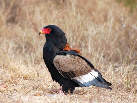 Eagle on Ground - on ground, beautiful, eagle, picture