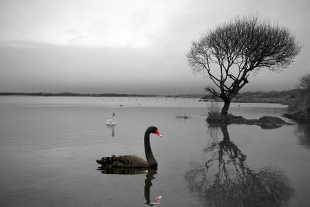 Black and White - white swan, lake, tree, black swan