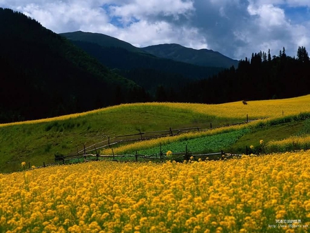 Flower field - field, flower, hill, nature