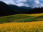 Flower field