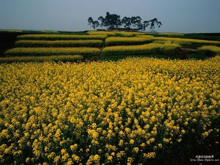 Flower field - field, flower, hill, nature