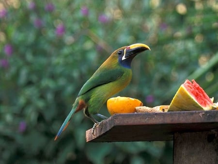 Emerald_Toucanet - beautiful, emerald, toucanet, picture