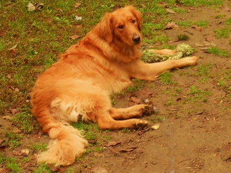 Just relaxing - jazz, golden retriever, friend, dogs