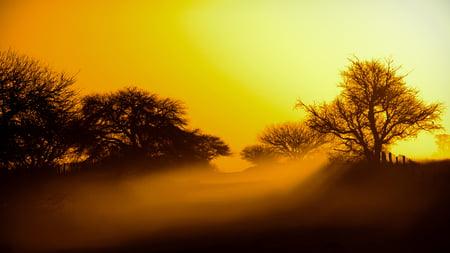 Lifting Fog - sunshine, trees, beautiful, peaceful, fog, misty