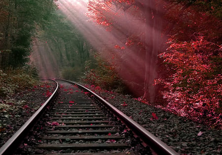 Burning bush - bush, tracks, hot, red, rail, forest