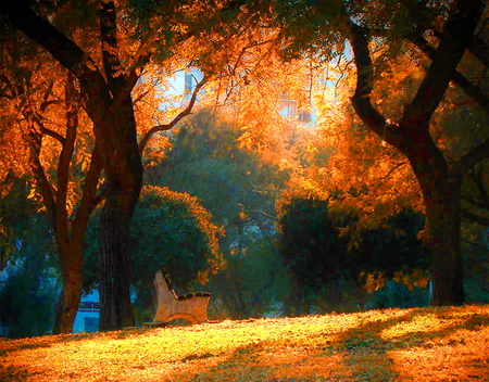 Shadows of autumn - sunlight, trees, yellow, shadows, gold, forest, orange, leaves