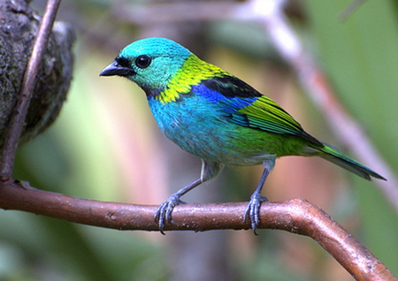 Gilt Edge Tanager - bird, black, blue, tanager, green, colors