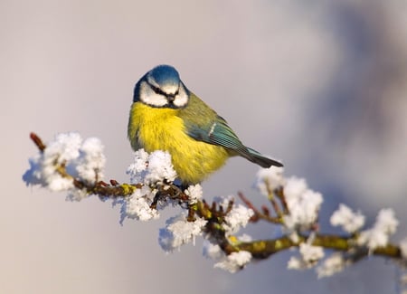 Blue Tit - bird, black, branch, white flowers, yellow, blue, blue tit