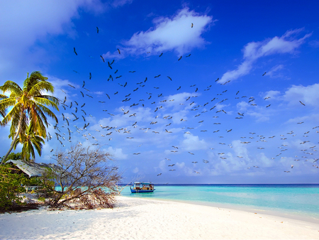 Wings of the sky - wings, boat, beach, sea, birds