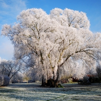 Frost Covered Willow