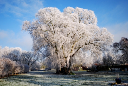 Frost Covered Willow - covered, frost, snow, tree, yard, willow