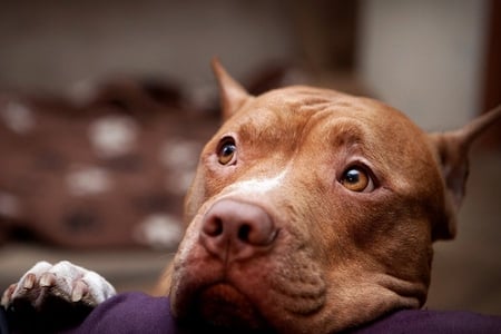 Puppy Love - american, pit, pitbull, bull, cute, dog, face, puppy