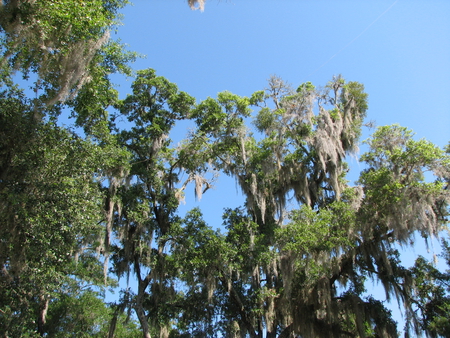 blue sky - sky, blue, green, tree, moss