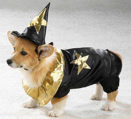 LIL WIZARD HALLOWEEN COSTUME - costume, halloween, wizard, dog, cute