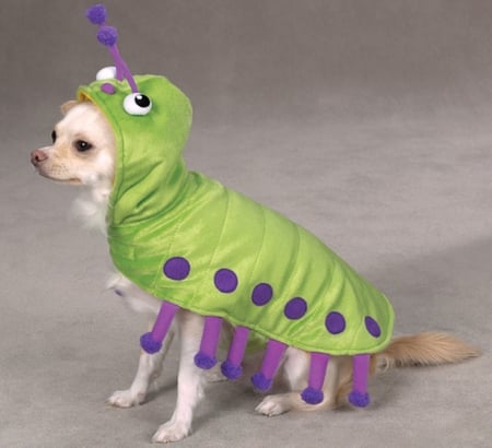 CUTIEPILLAR COSTUME - costume, halloween, cute, dog