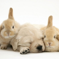 GOLDEN RETRIEVER PUPPPY & BUNNIES