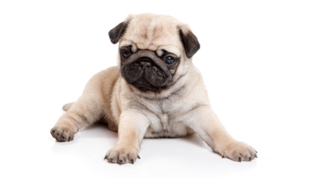 CUTE PUG PUPPY - pug, cute, puppy, animal