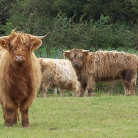 Highland Cattle