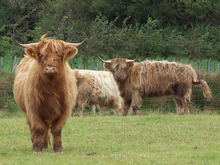 Highland Cattle - breed, nature, cattle, horns