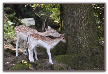 Loving Deer Mother - For My Friend Talana - nature, deer, cubs, mother, animals