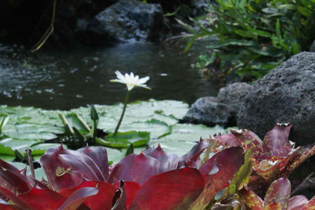 water lily - flower, water, nature, lily