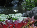 water lily