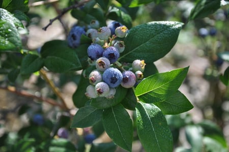 Fresh Blueberries - sweet, dew, green leaf, blue