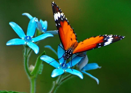 What a Beauty! - butterfly, inspect, blue, orange, summer, flower