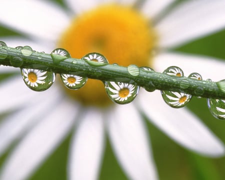 Daisy drops - rain, drops, daisy, beauty, beautiful flower, flower