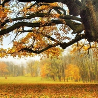 Under the Old Oak Tree