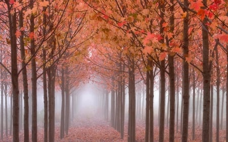 Tall trees forest - trees, fog, autumn, stream, forest, tall