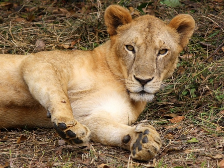 Hah, I'm Trying to Sleep Here - protective, female, lioness, cat