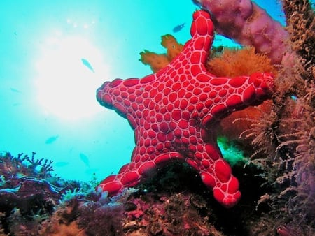 Starfish - starfish, ocean, red, sealife