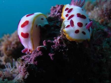 Old Man's Hat - coral, ocean, bottom, sealife