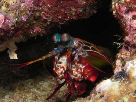 Macro Phil Hawley - shell, ocean, back, sealife