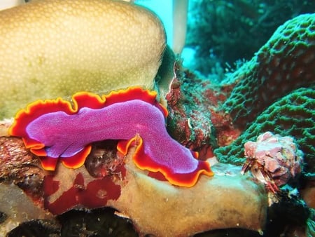 Flatworm - flatworm, ocean, pink, sealife